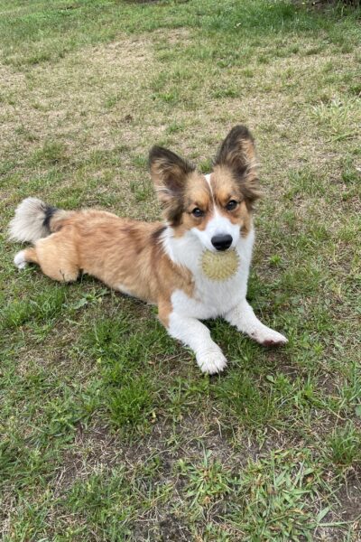 socjalizacjaszczeniaka